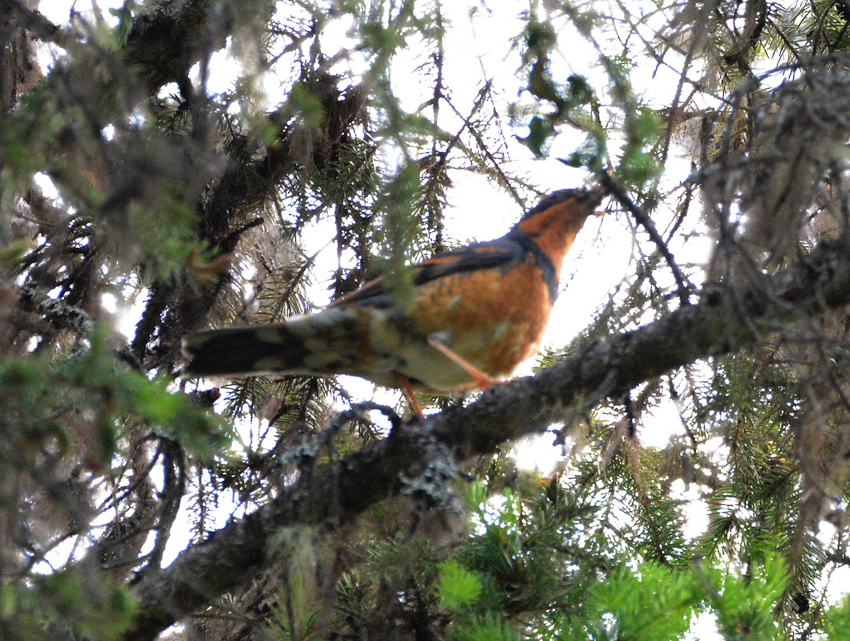 Varied Thrush - ML620658004