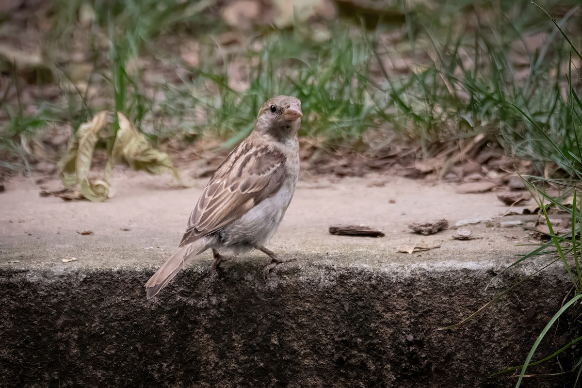 House Sparrow - ML620658009