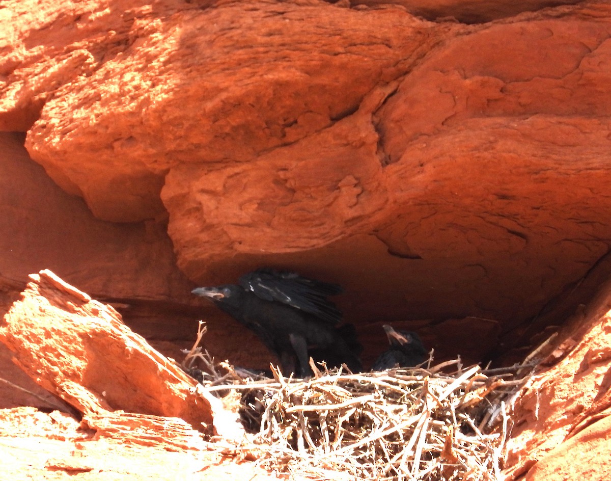 Common Raven - ML620658012