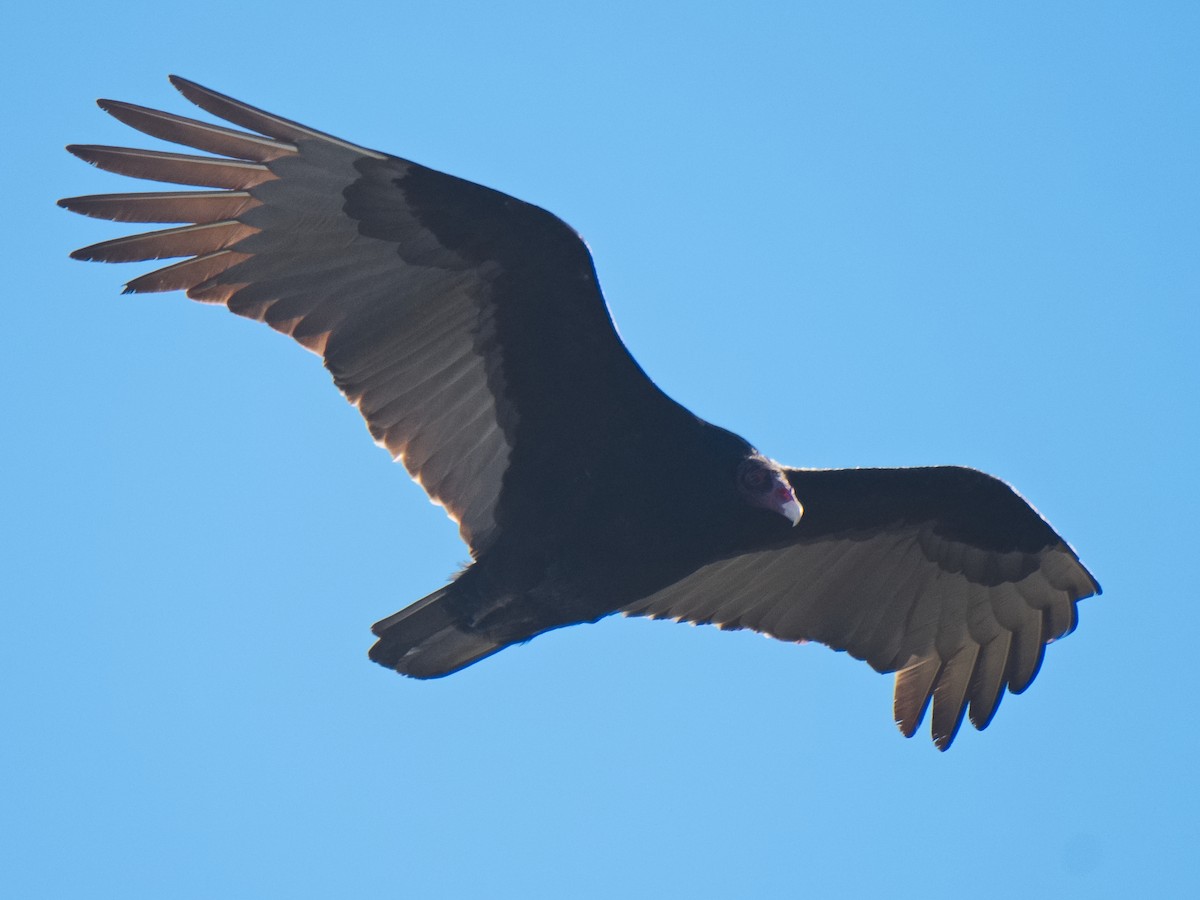 Turkey Vulture - ML620658019