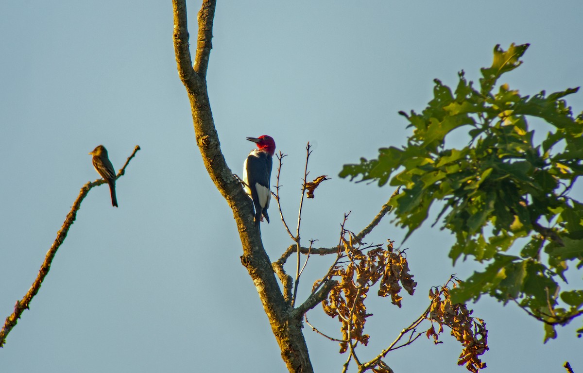 Red-headed Woodpecker - ML620658028