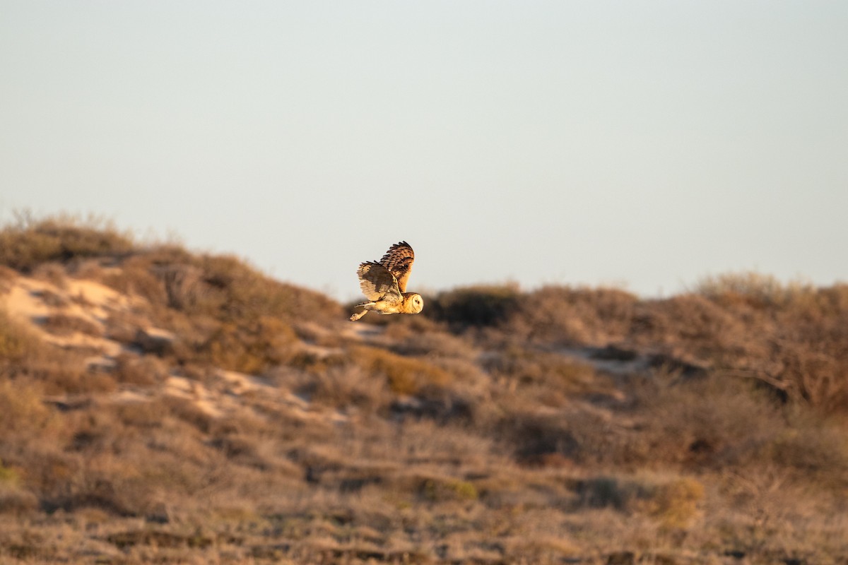 Australasian Grass-Owl - ML620658030