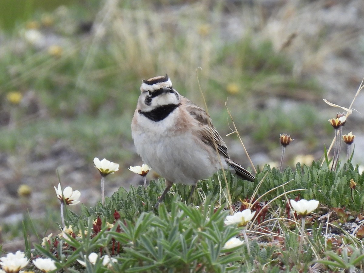 Horned Lark - ML620658044