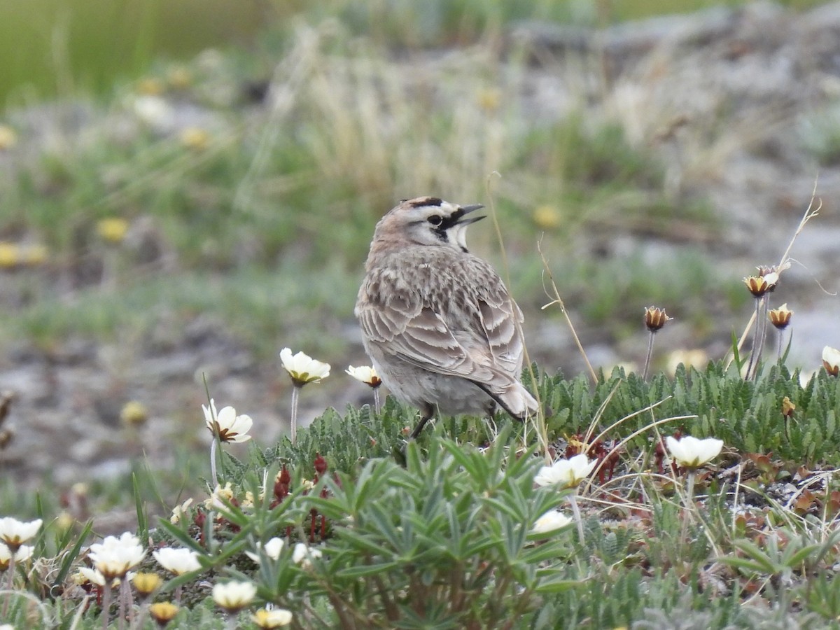 Horned Lark - ML620658045