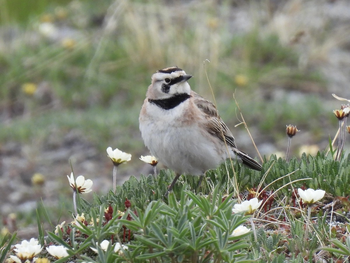 Horned Lark - Margaret Mackenzie