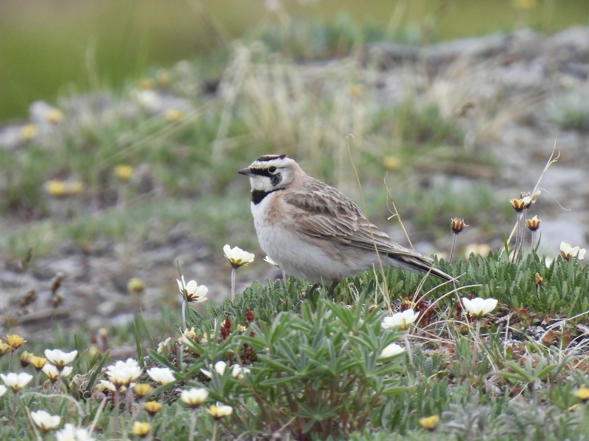 Horned Lark - ML620658047