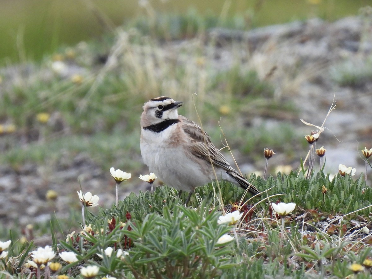 Horned Lark - ML620658049