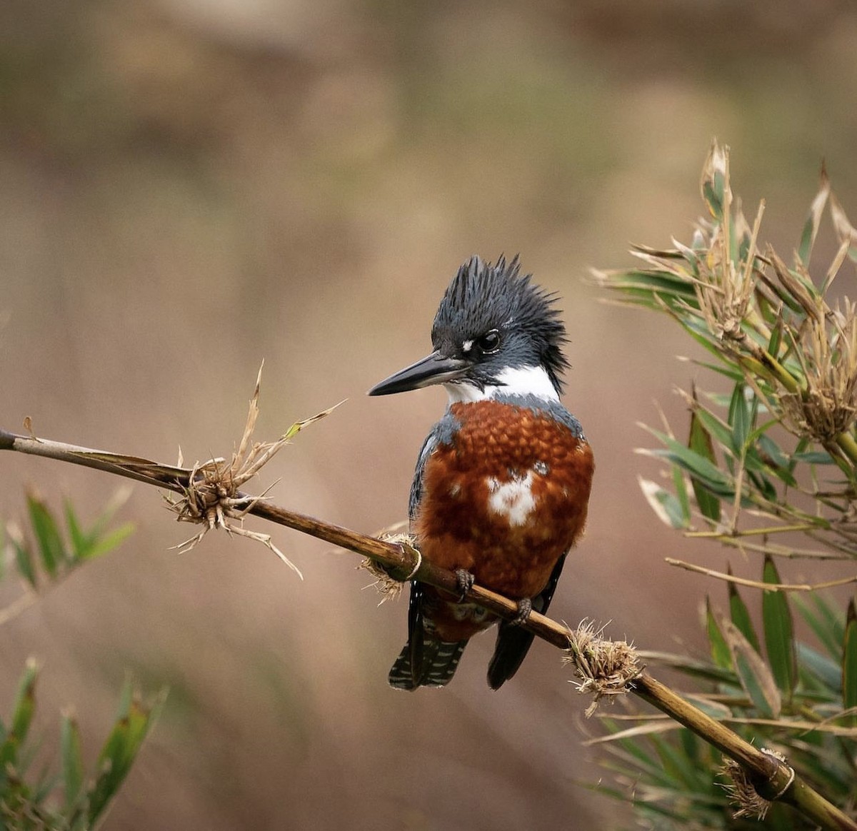 Ringed Kingfisher - ML620658052