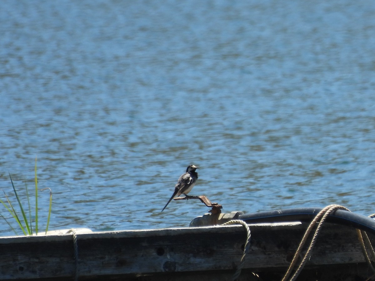 White Wagtail - ML620658055