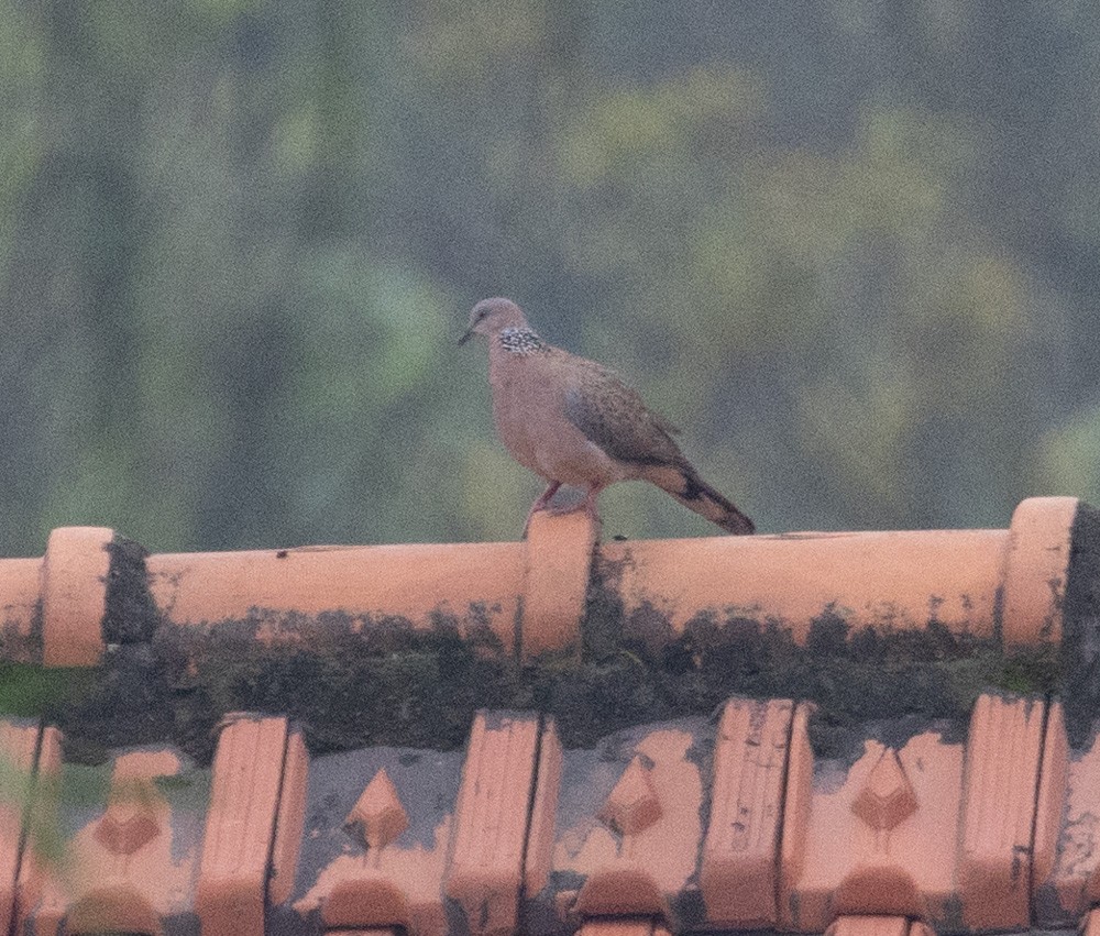 Spotted Dove - ML620658058