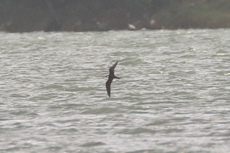 Sooty Tern - ML620658059