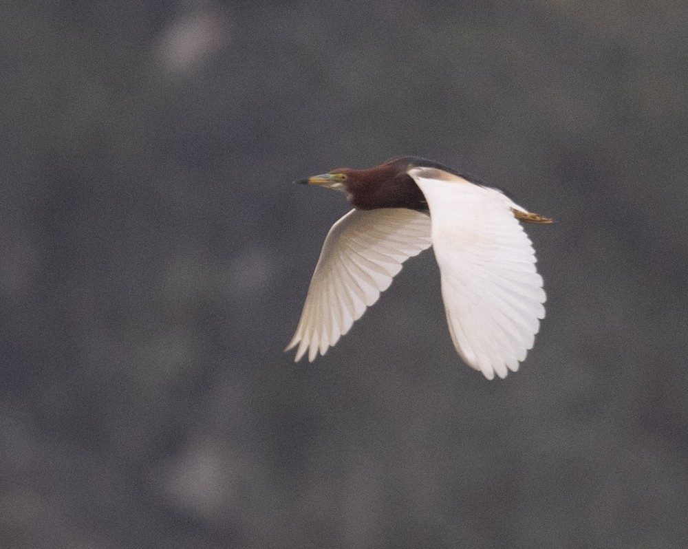 Chinese Pond-Heron - ML620658060