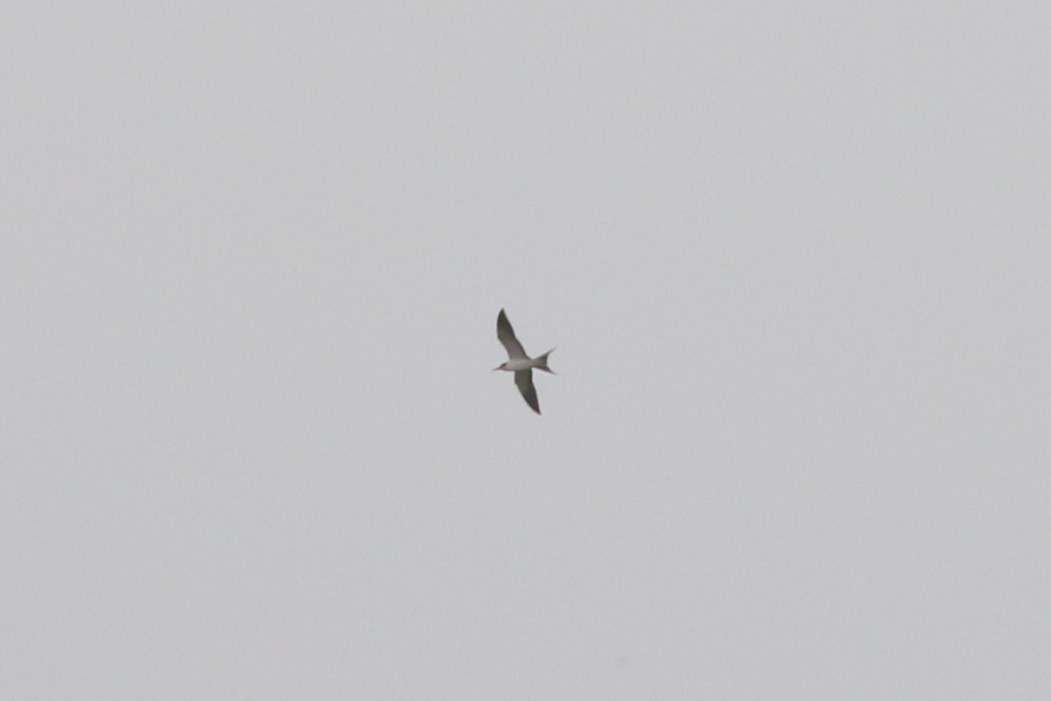 Sooty Tern - ML620658061