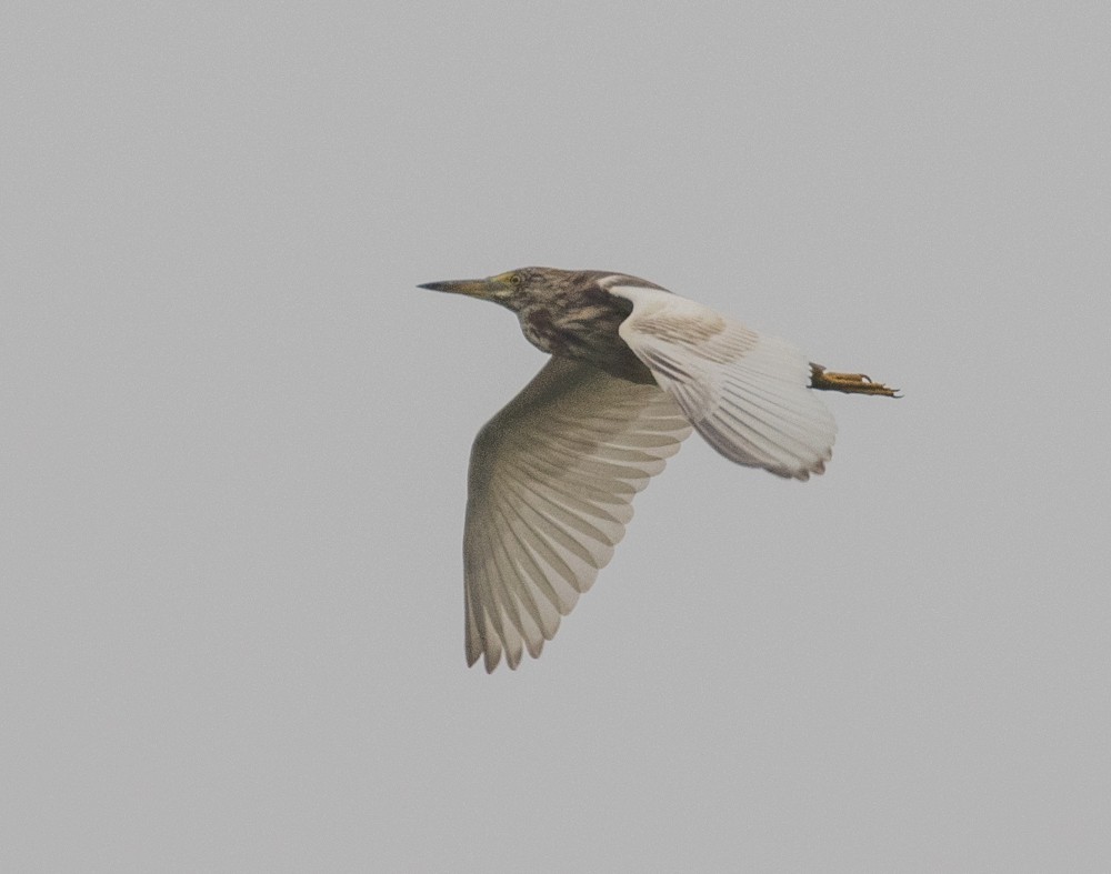 Chinese Pond-Heron - ML620658066