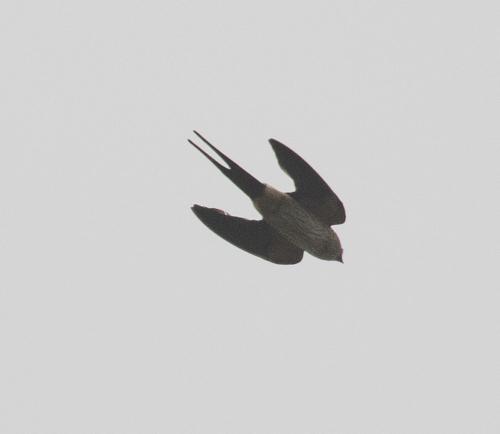 Red-rumped Swallow - ML620658067