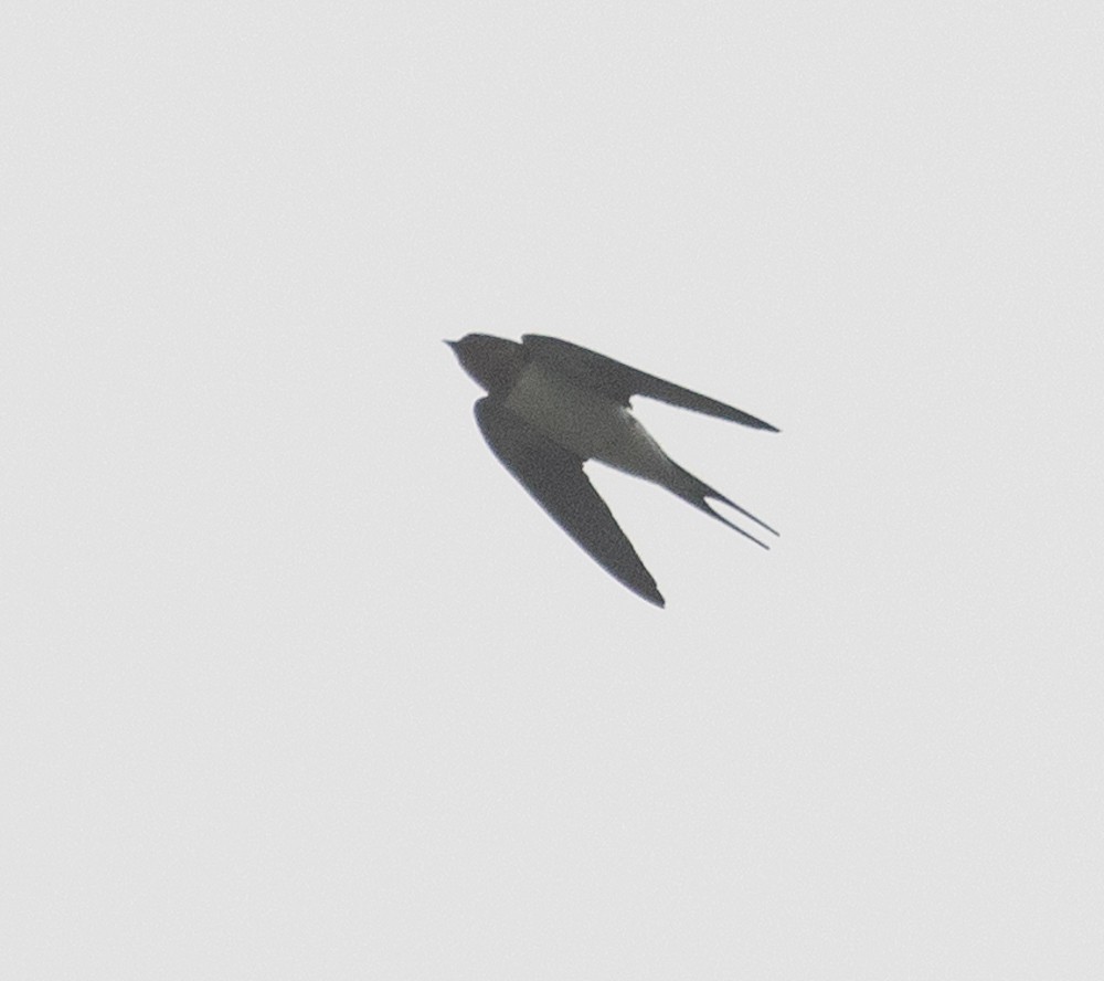 Barn Swallow - ML620658068