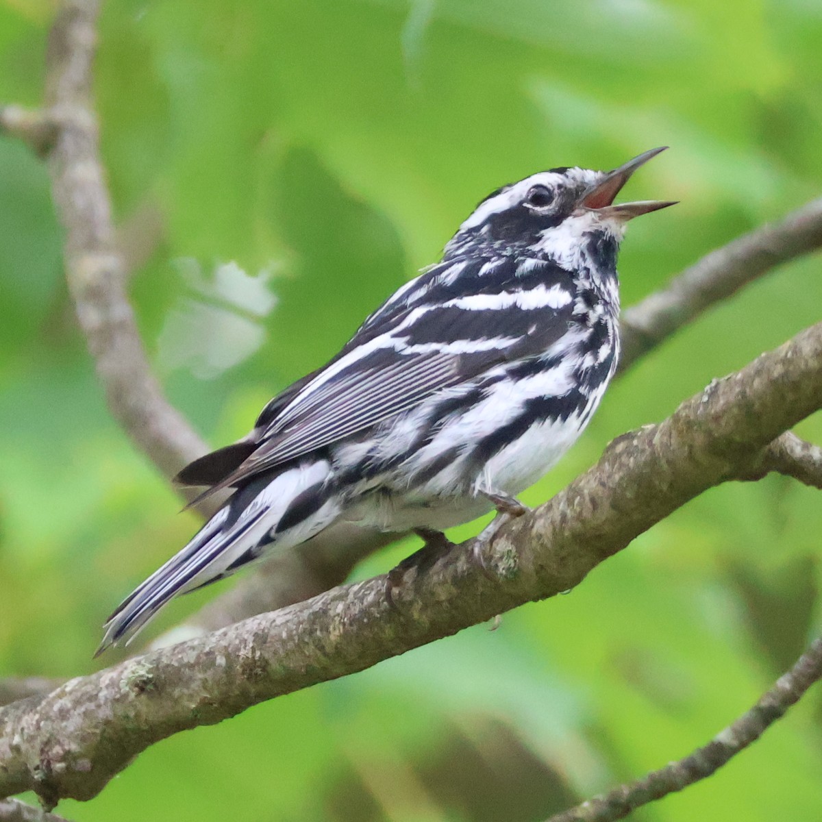 Black-and-white Warbler - ML620658070