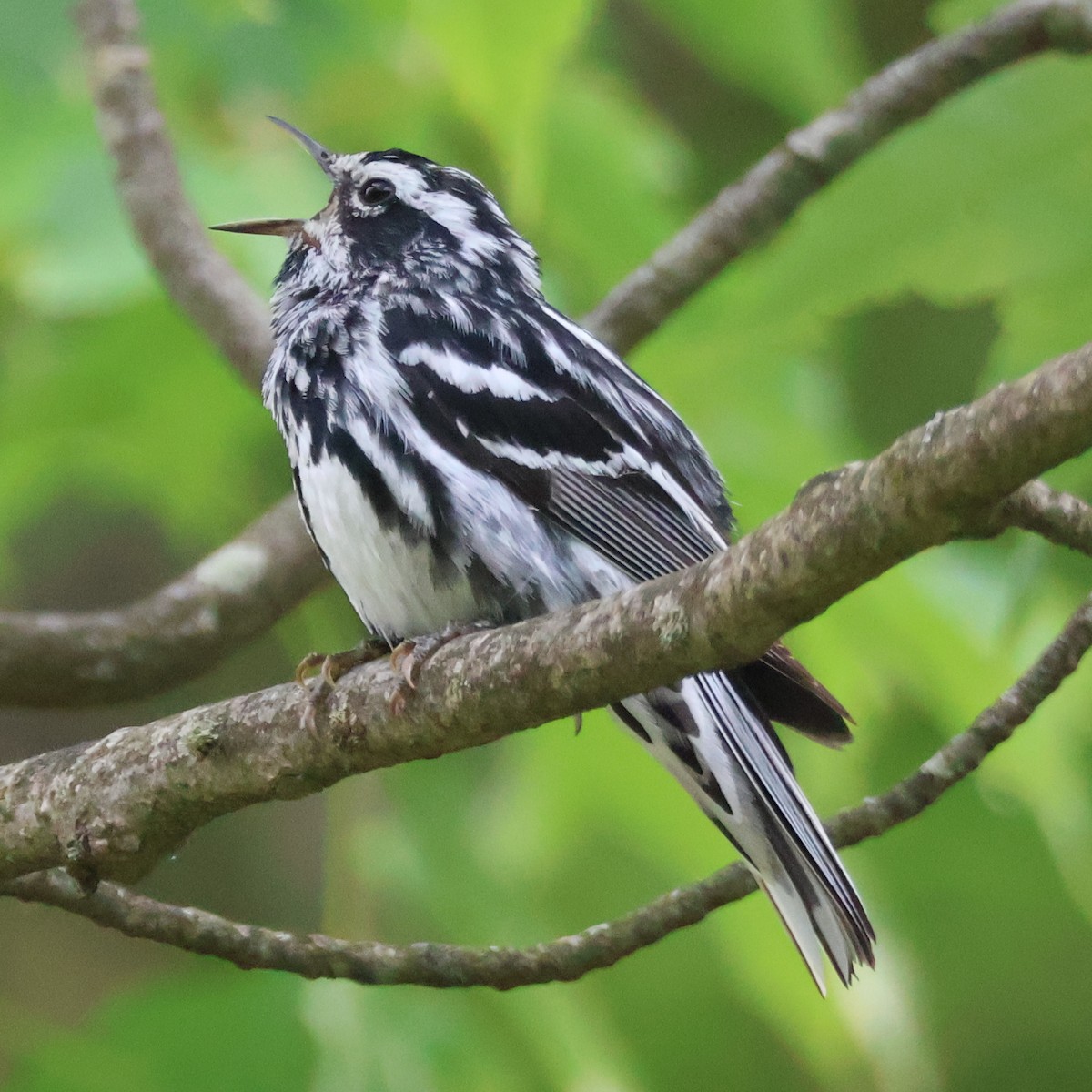 Black-and-white Warbler - ML620658071