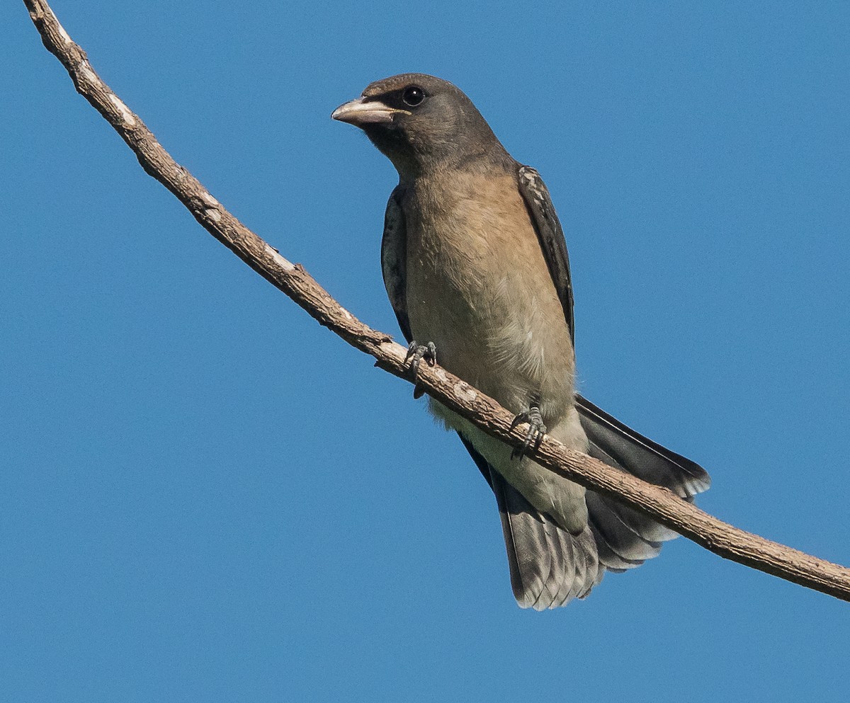 Ashy Woodswallow - ML620658072