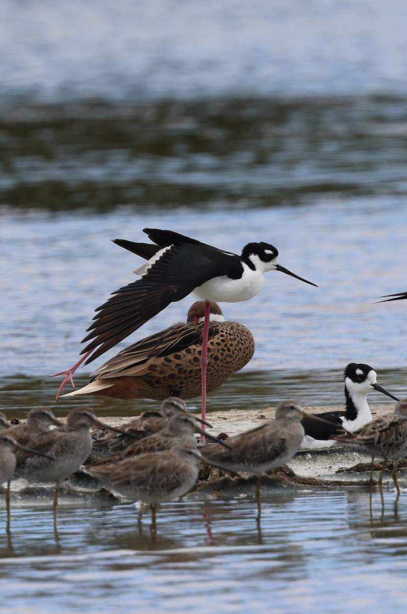 Black-necked Stilt - ML620658077