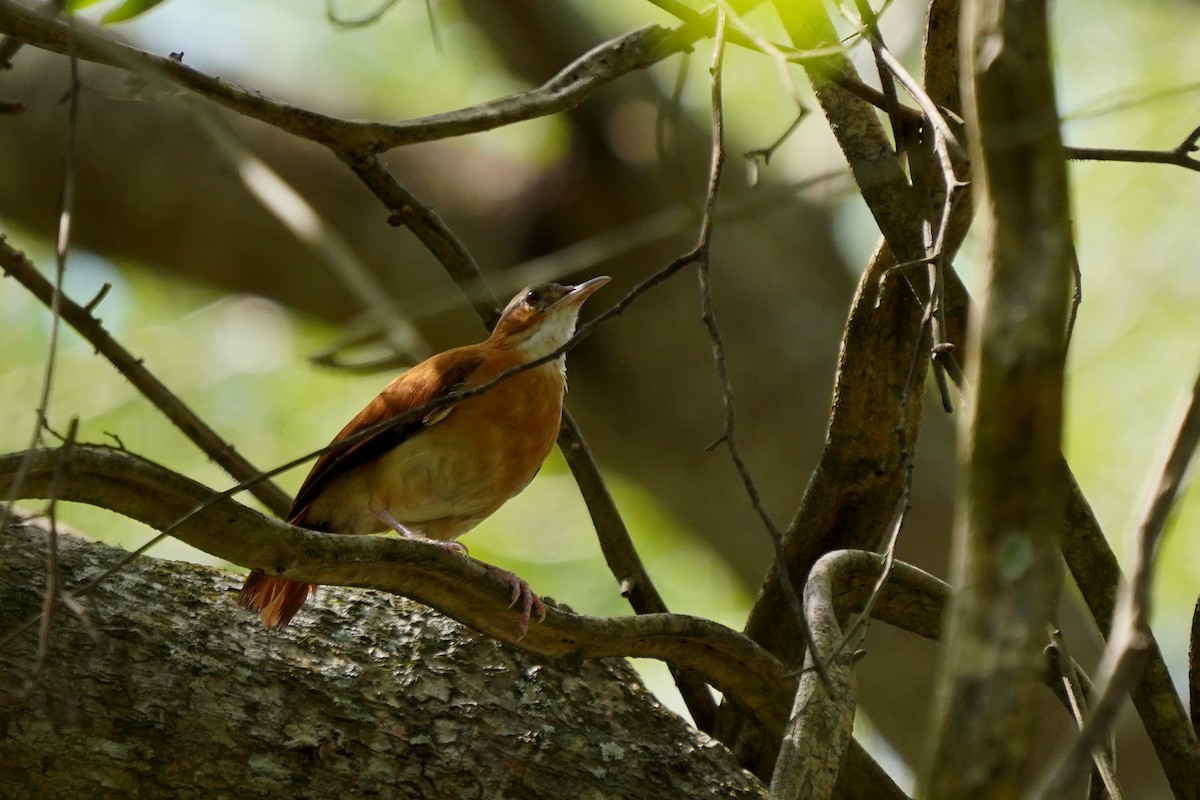 Fournier du Venezuela - ML620658078