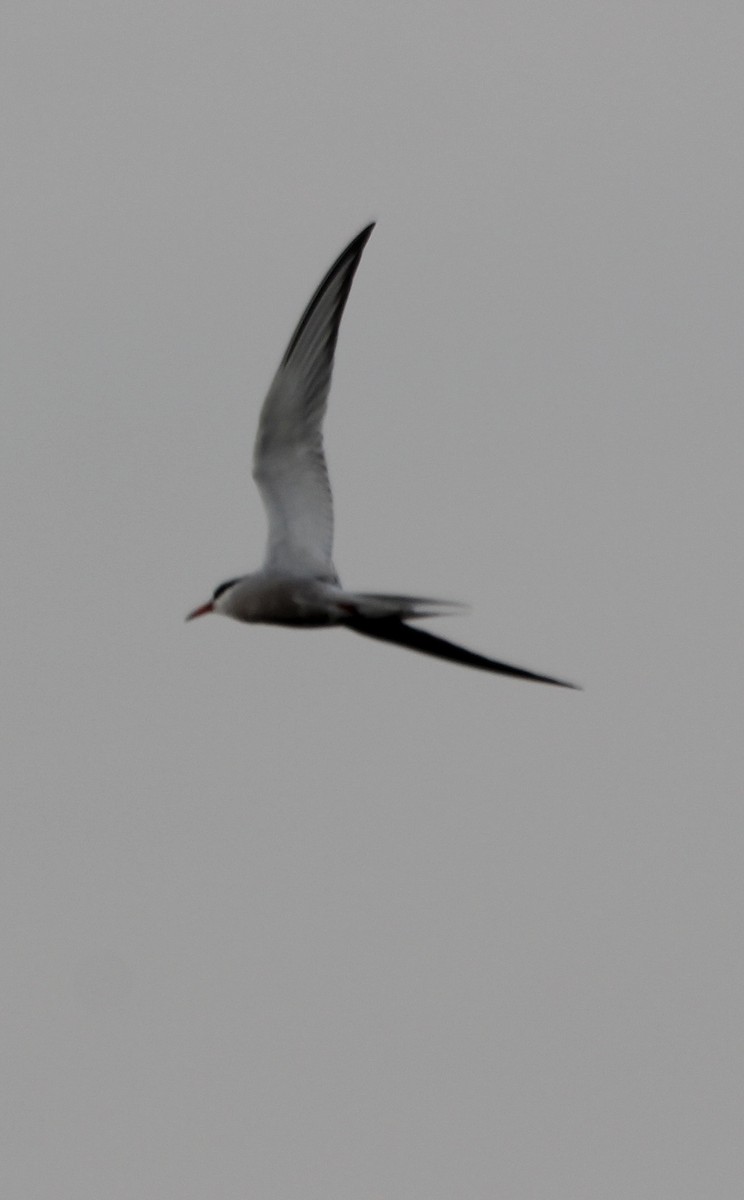 Common Tern - ML620658081