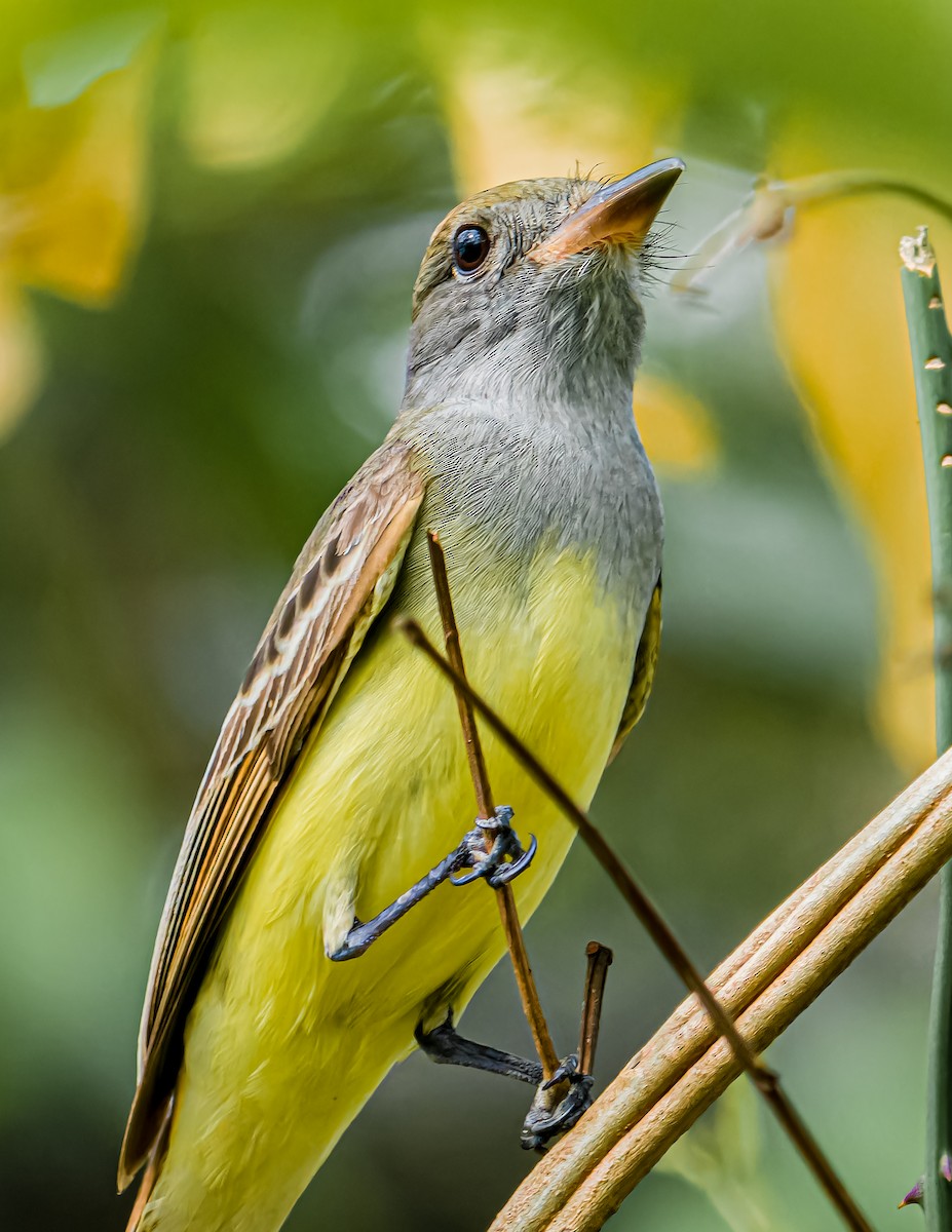 Great Crested Flycatcher - ML620658084