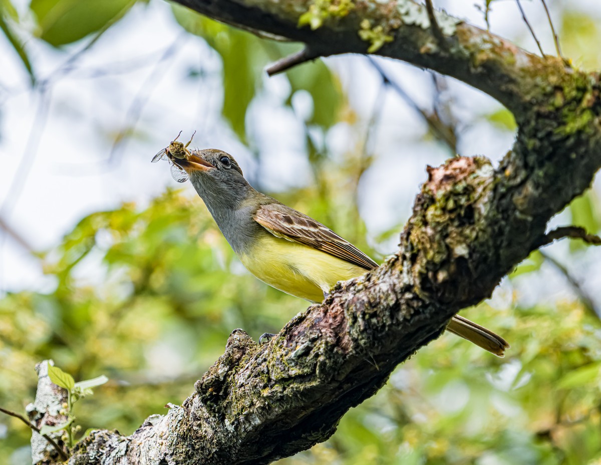 Great Crested Flycatcher - ML620658087