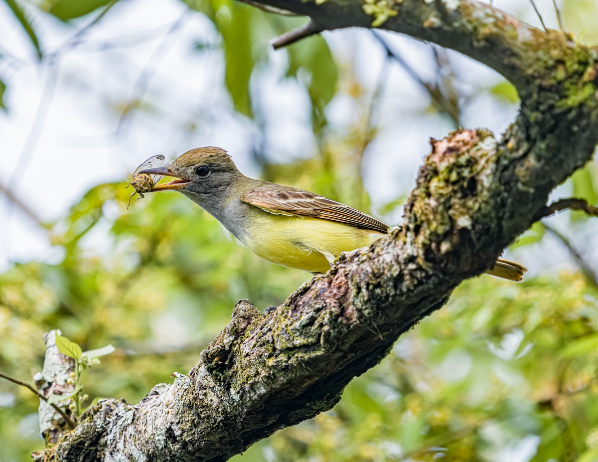 Great Crested Flycatcher - ML620658088