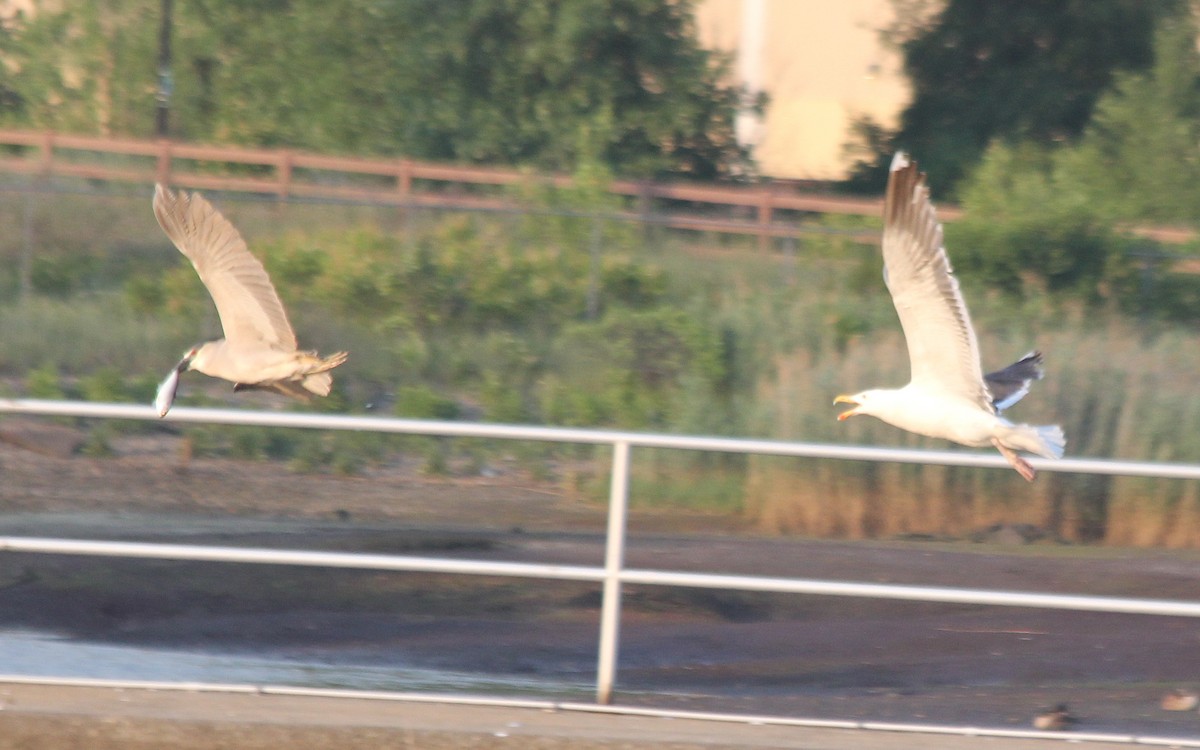 Great Black-backed Gull - ML620658089