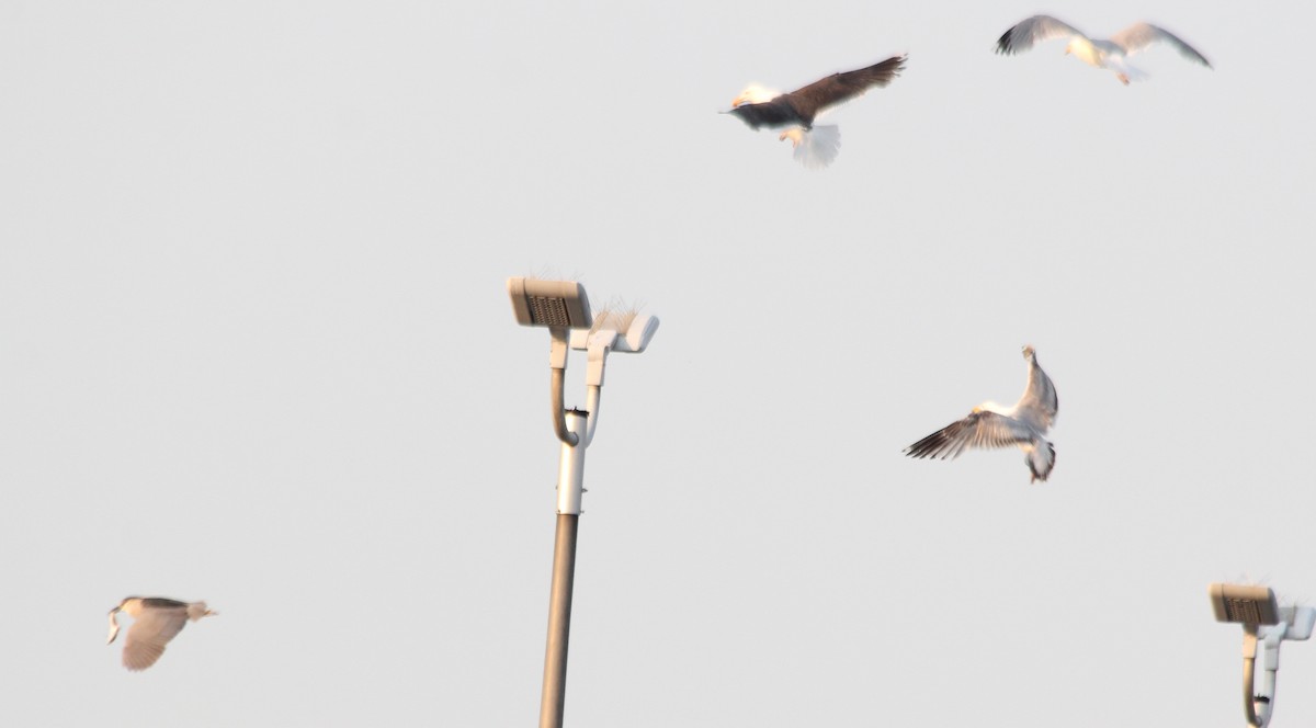 Great Black-backed Gull - ML620658091