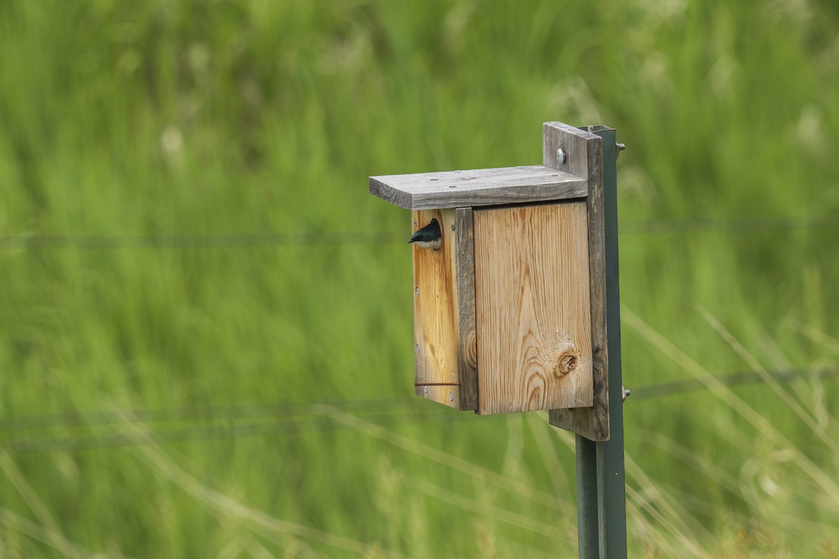 Tree Swallow - ML620658099