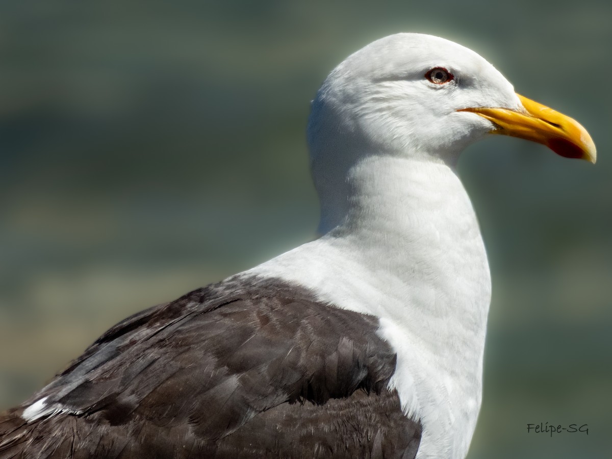 Kelp Gull - ML620658101