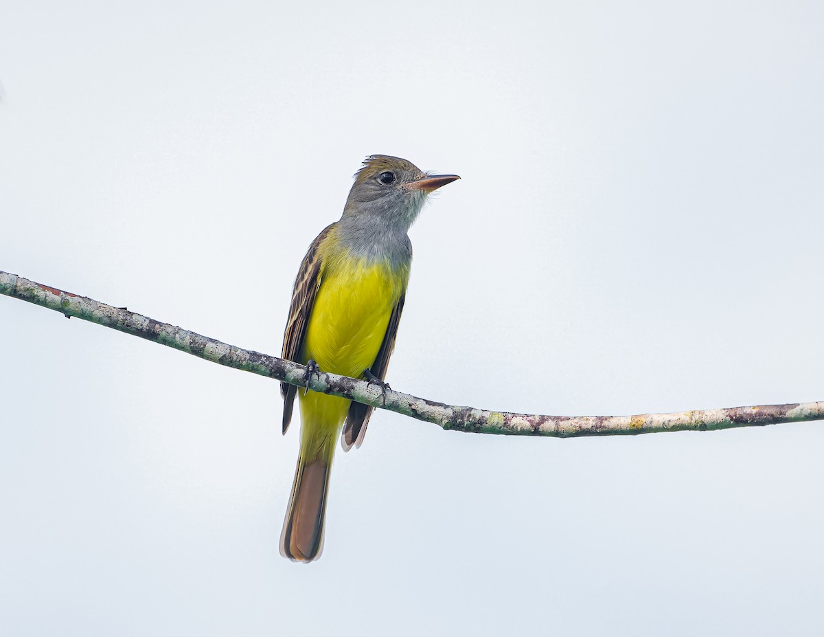 Great Crested Flycatcher - ML620658102