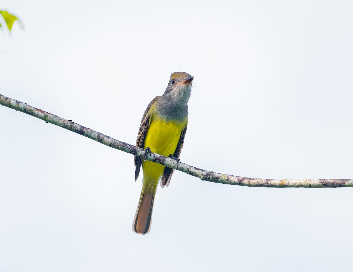 Great Crested Flycatcher - ML620658103