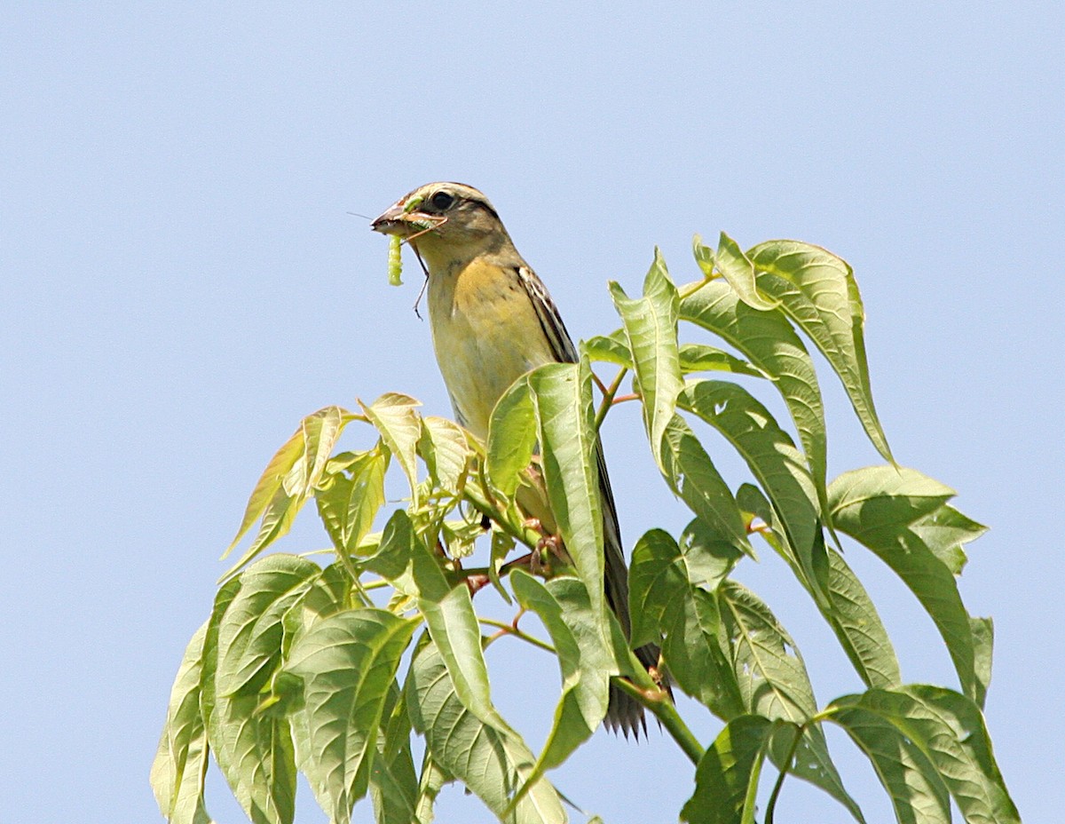 bobolink - ML620658105