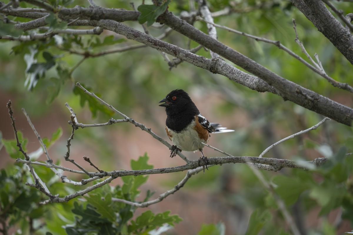 Spotted Towhee - ML620658106