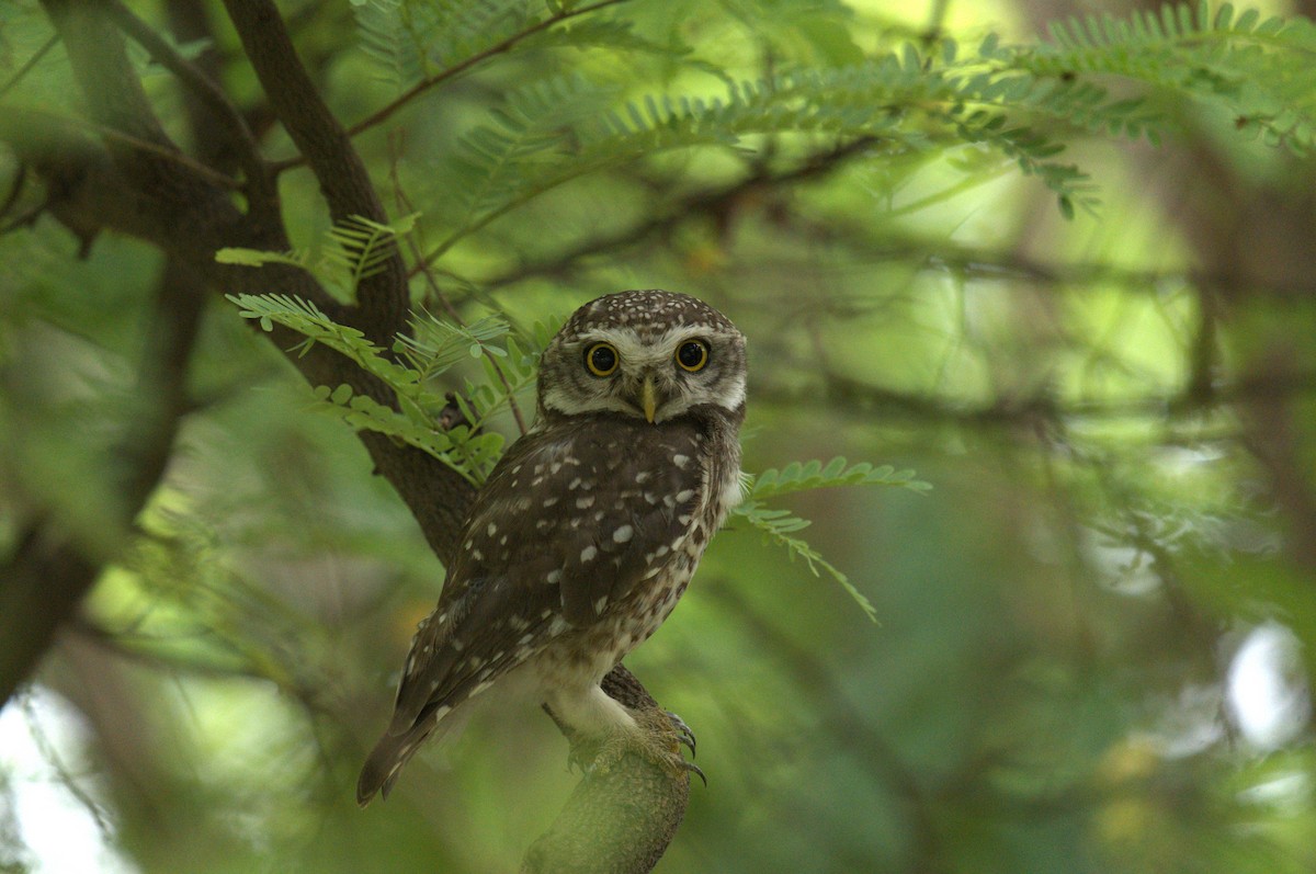 Spotted Owlet - ML620658108