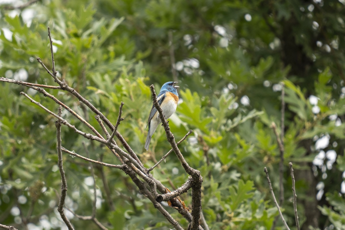 Lazuli Bunting - ML620658110