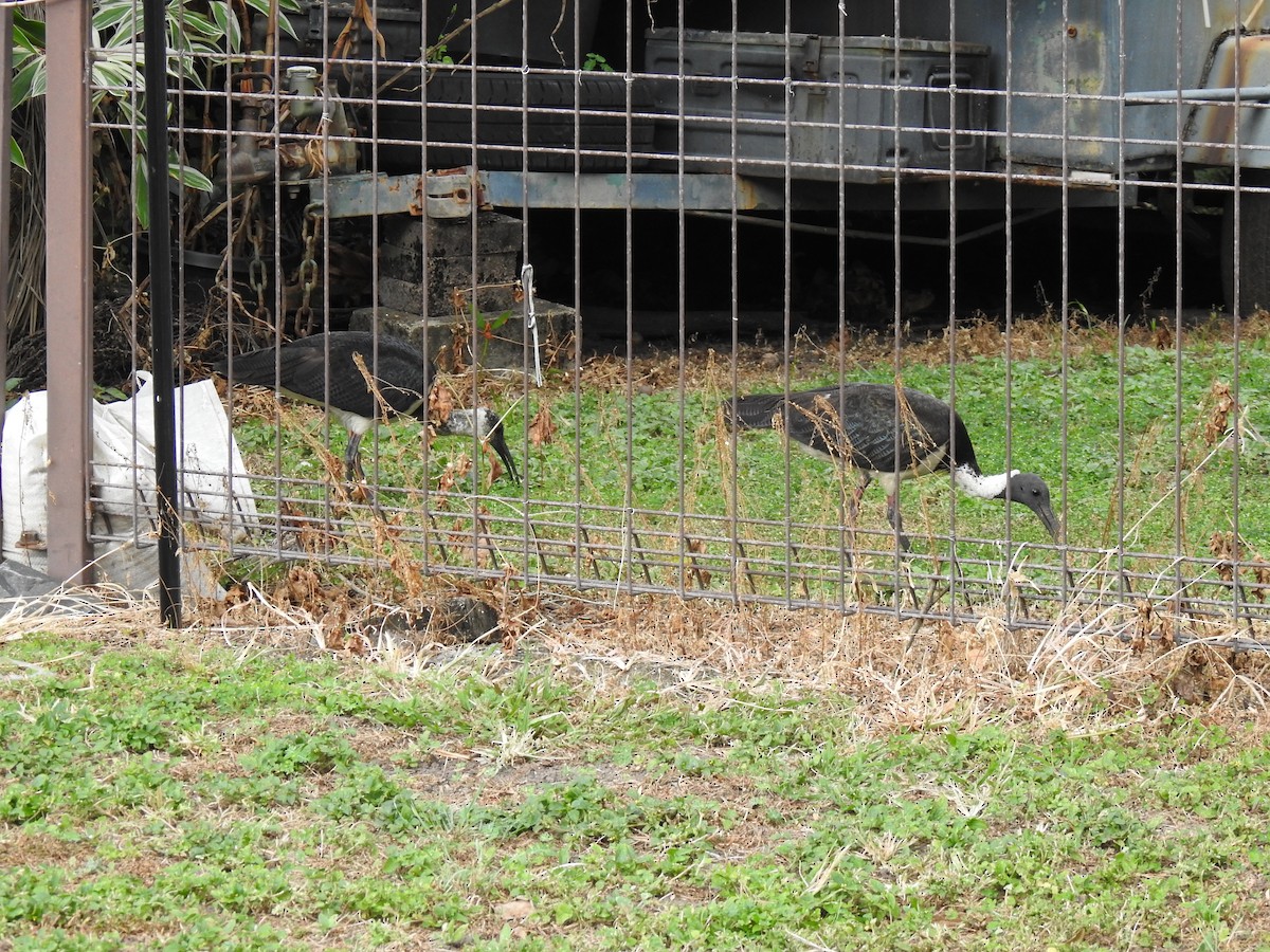 Straw-necked Ibis - Monica Mesch