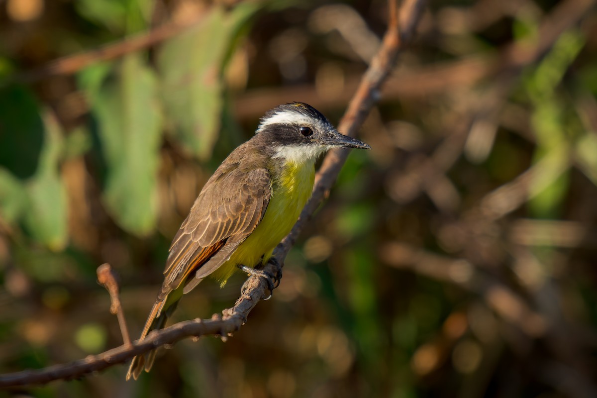 Lesser Kiskadee - ML620658122