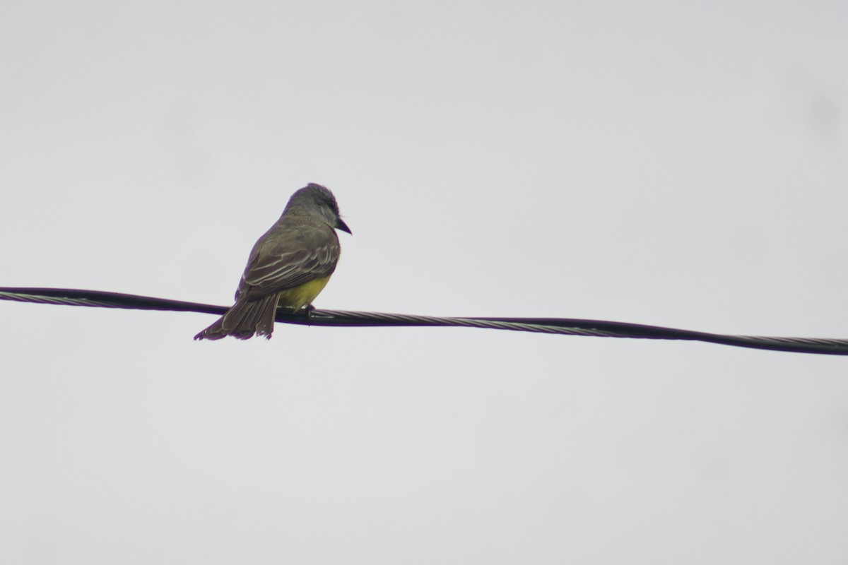 Tropical Kingbird - ML620658125