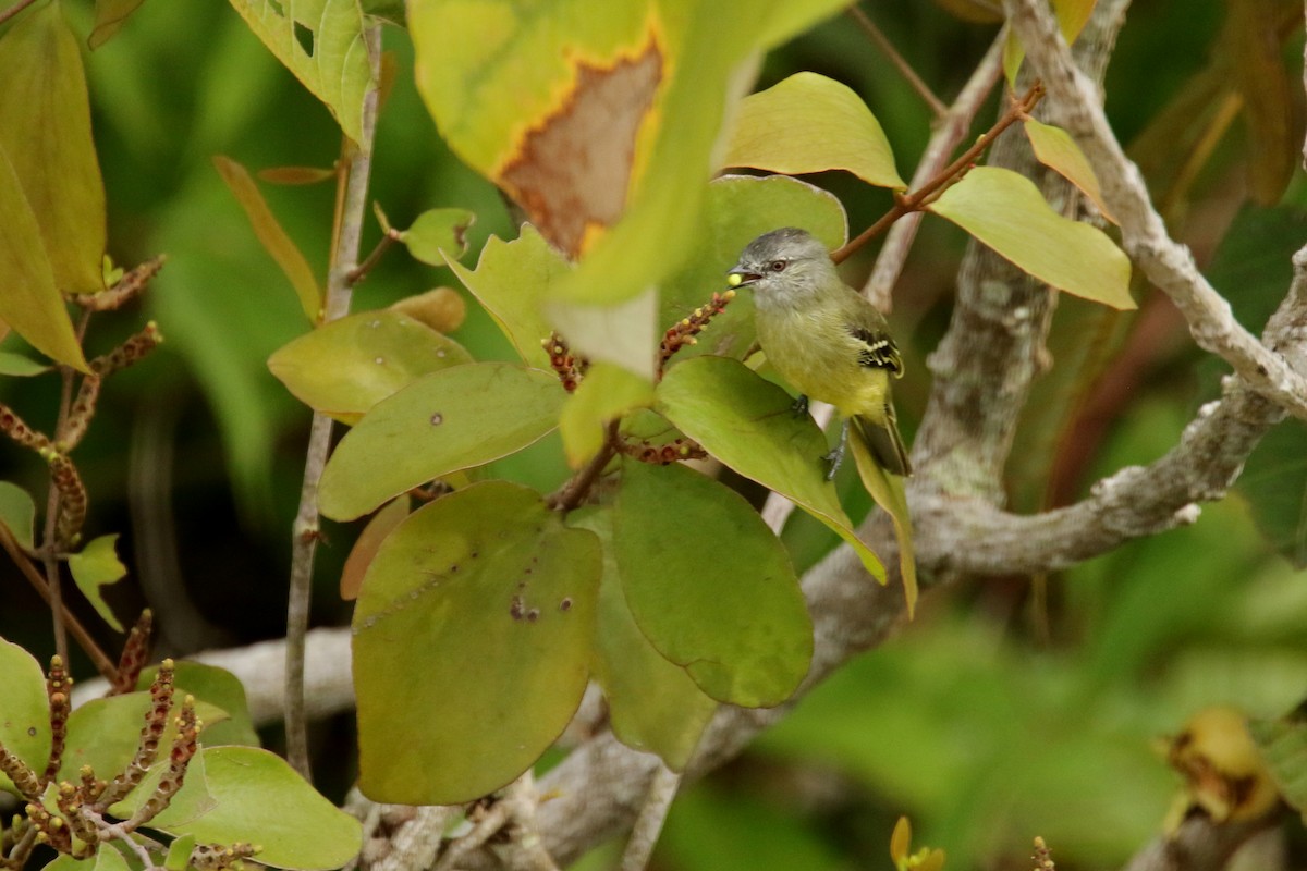 Yellow-crowned Tyrannulet - ML620658129