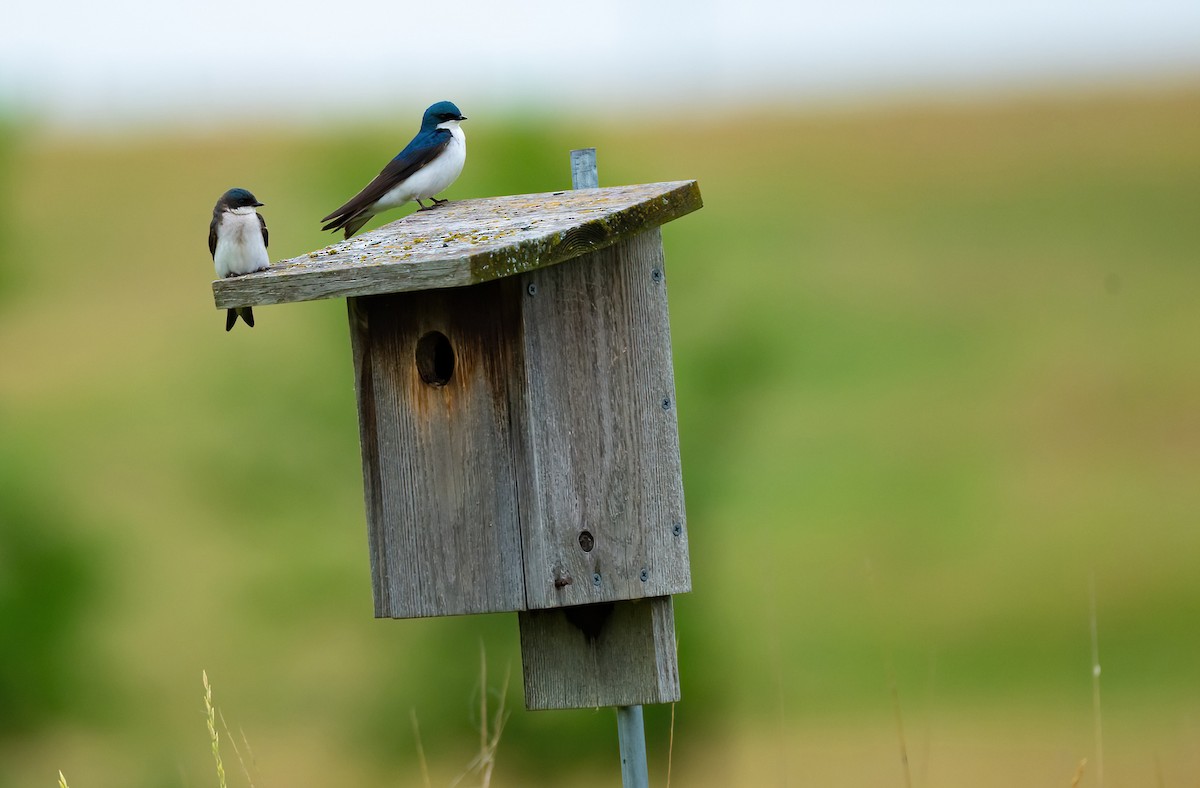 Tree Swallow - ML620658131