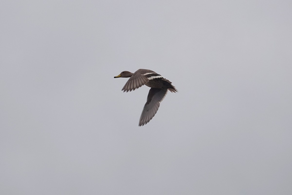 Yellow-billed Pintail - ML620658136