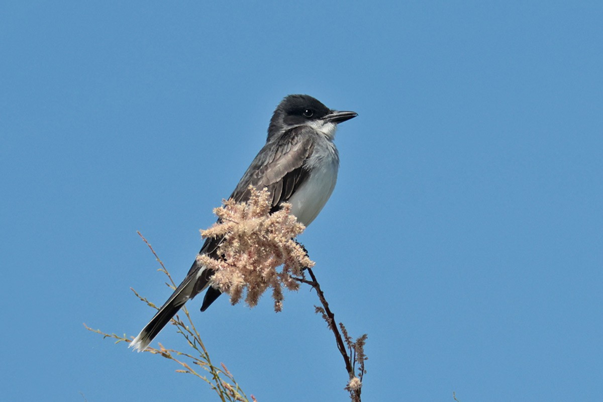 Eastern Kingbird - ML620658137