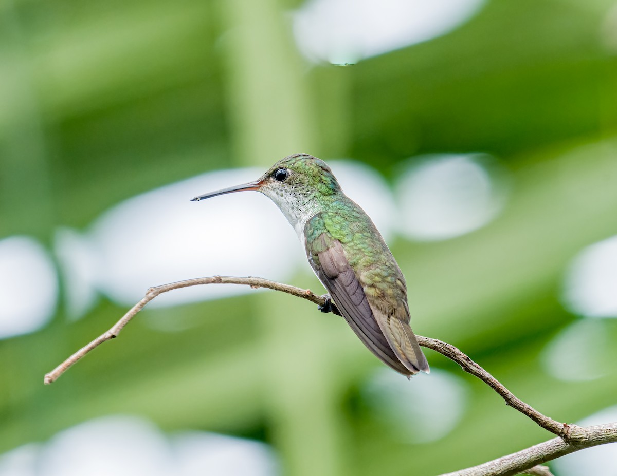 White-bellied Emerald - ML620658139