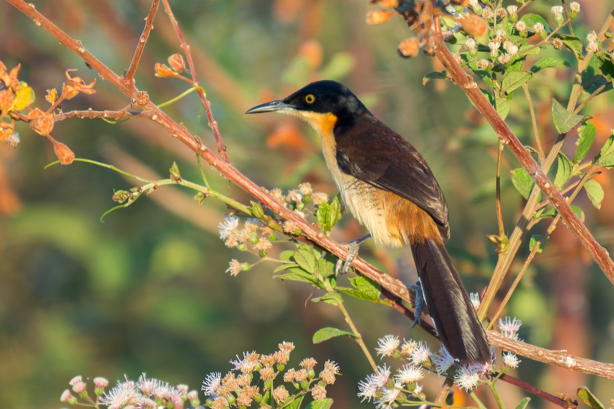 Black-capped Donacobius - ML620658142