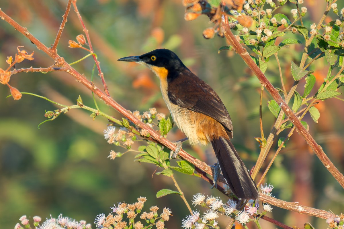 Black-capped Donacobius - ML620658144