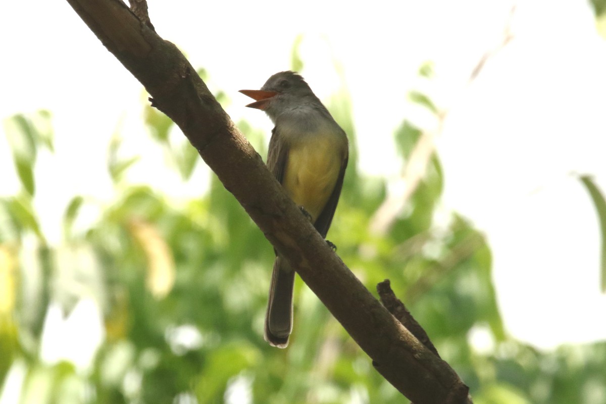 Panama Flycatcher - ML620658150